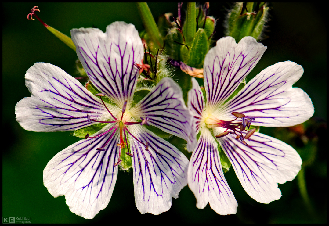 Geranium Twins