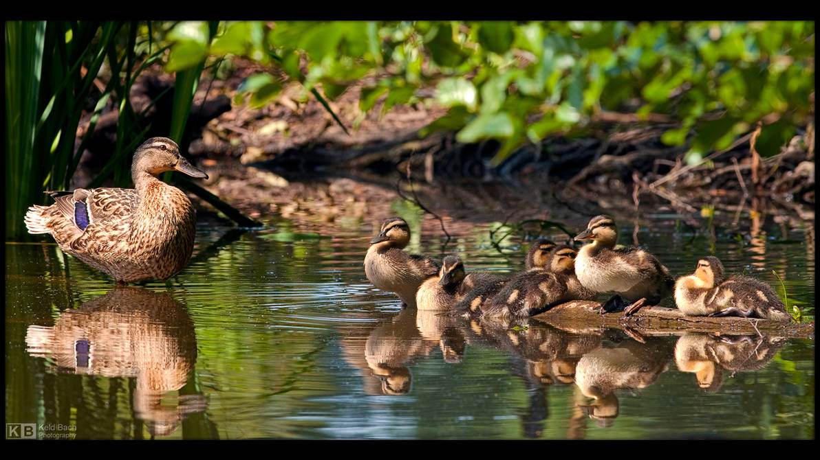 Mommy and Ducklings by KeldBach