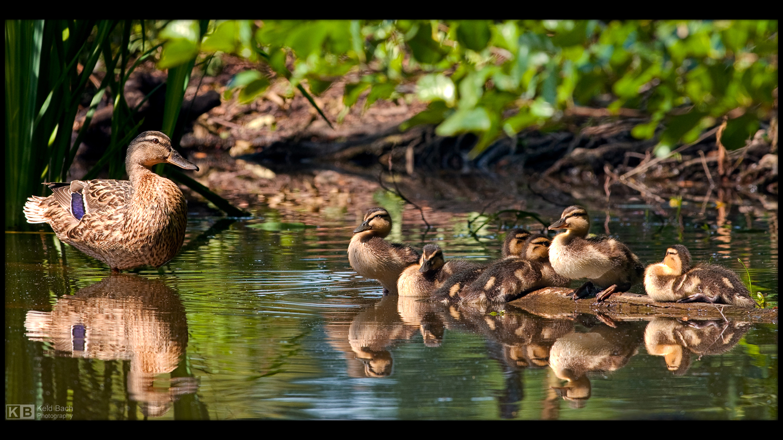 Mommy and Ducklings by KeldBach