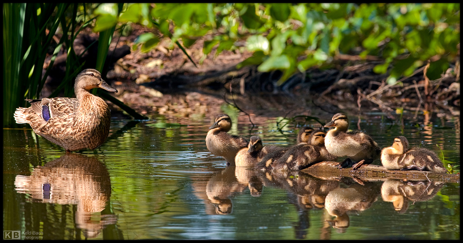 Mommy and Ducklings
