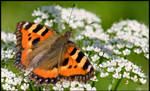 Tortoiseshell by KeldBach