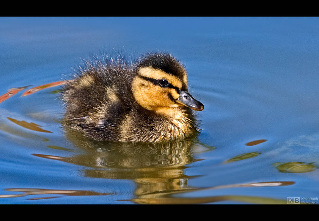 Mallard Duckling by KeldBach on DeviantArt