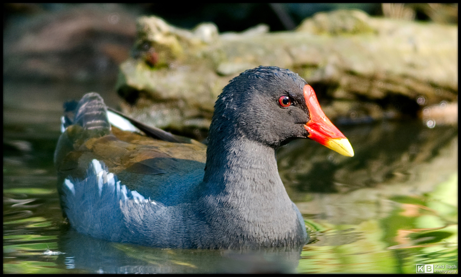 Moorhen Mum