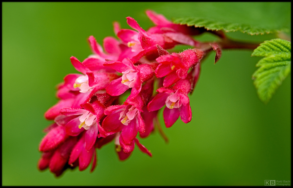 Red Currant