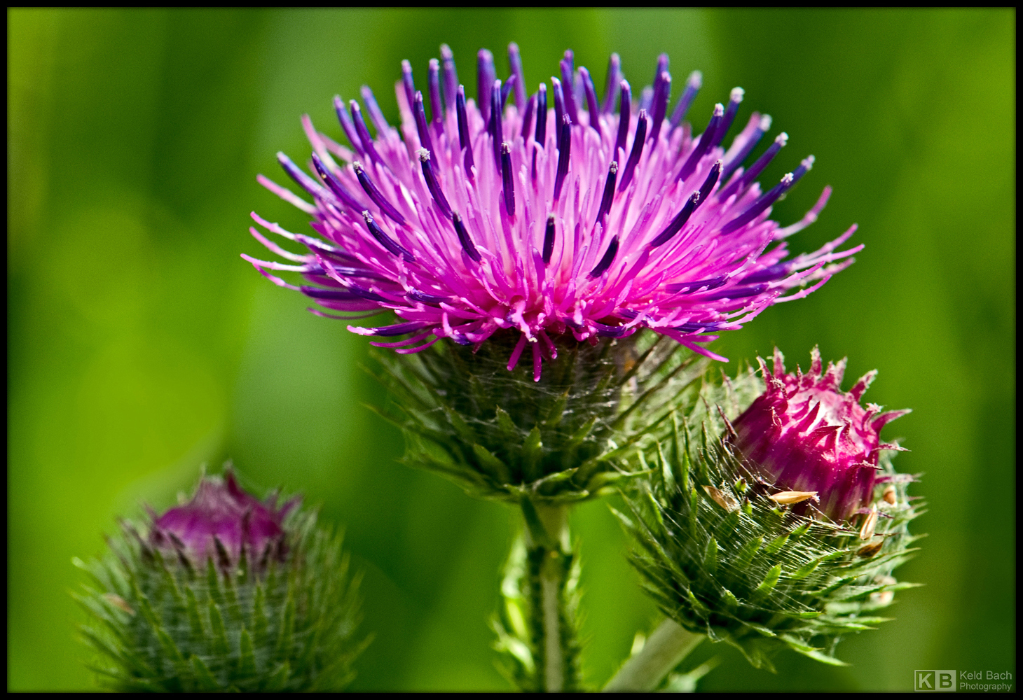 Marsh Thistle