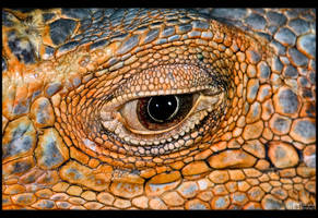 Iguana Eye by KeldBach