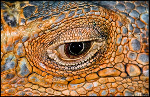 Iguana Eye