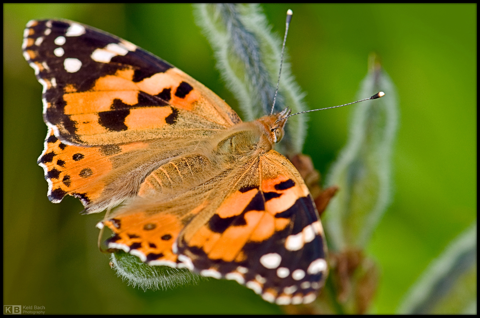 Painted Lady