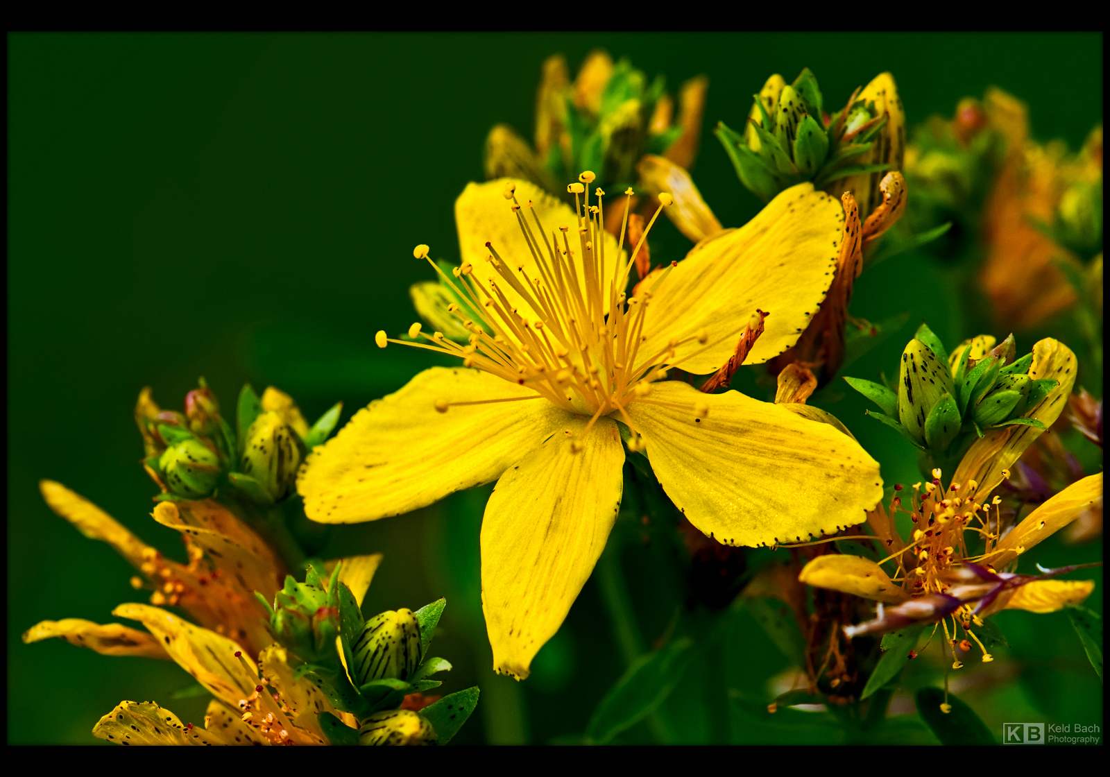 St. John's Wort by KeldBach