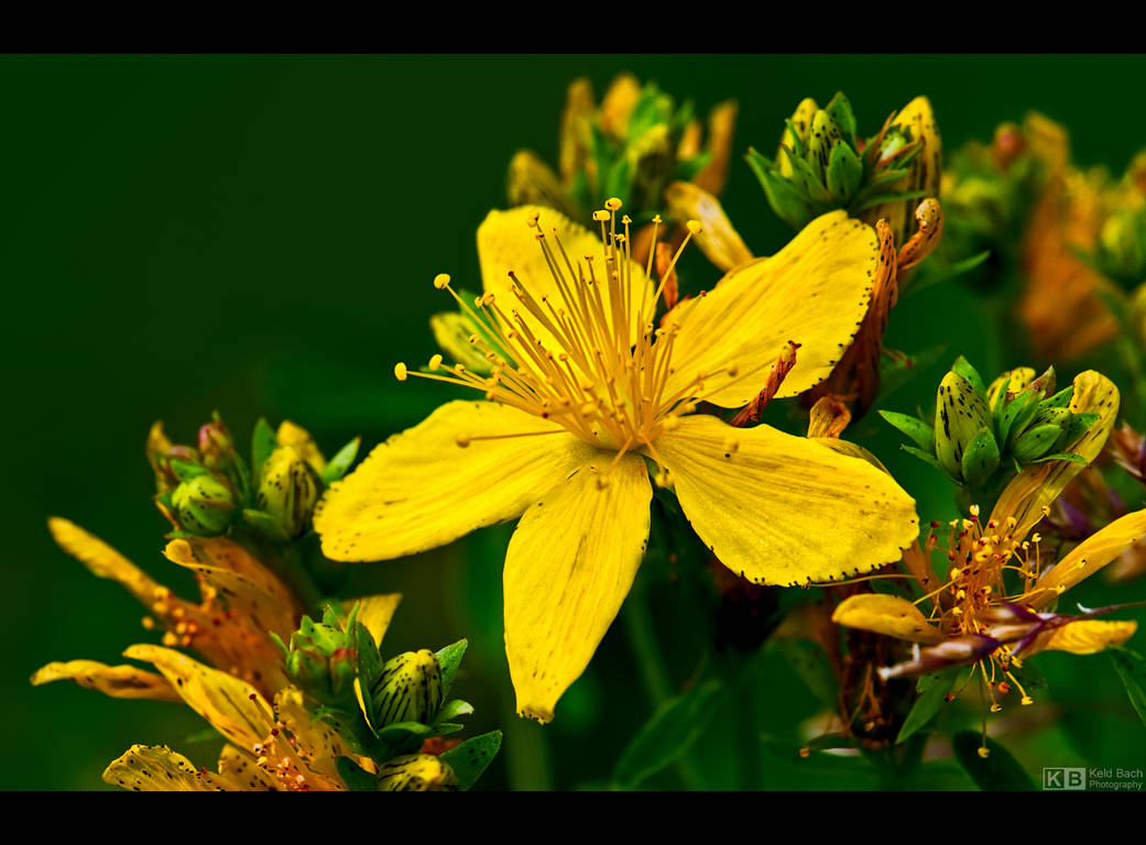 St. John's Wort by KeldBach