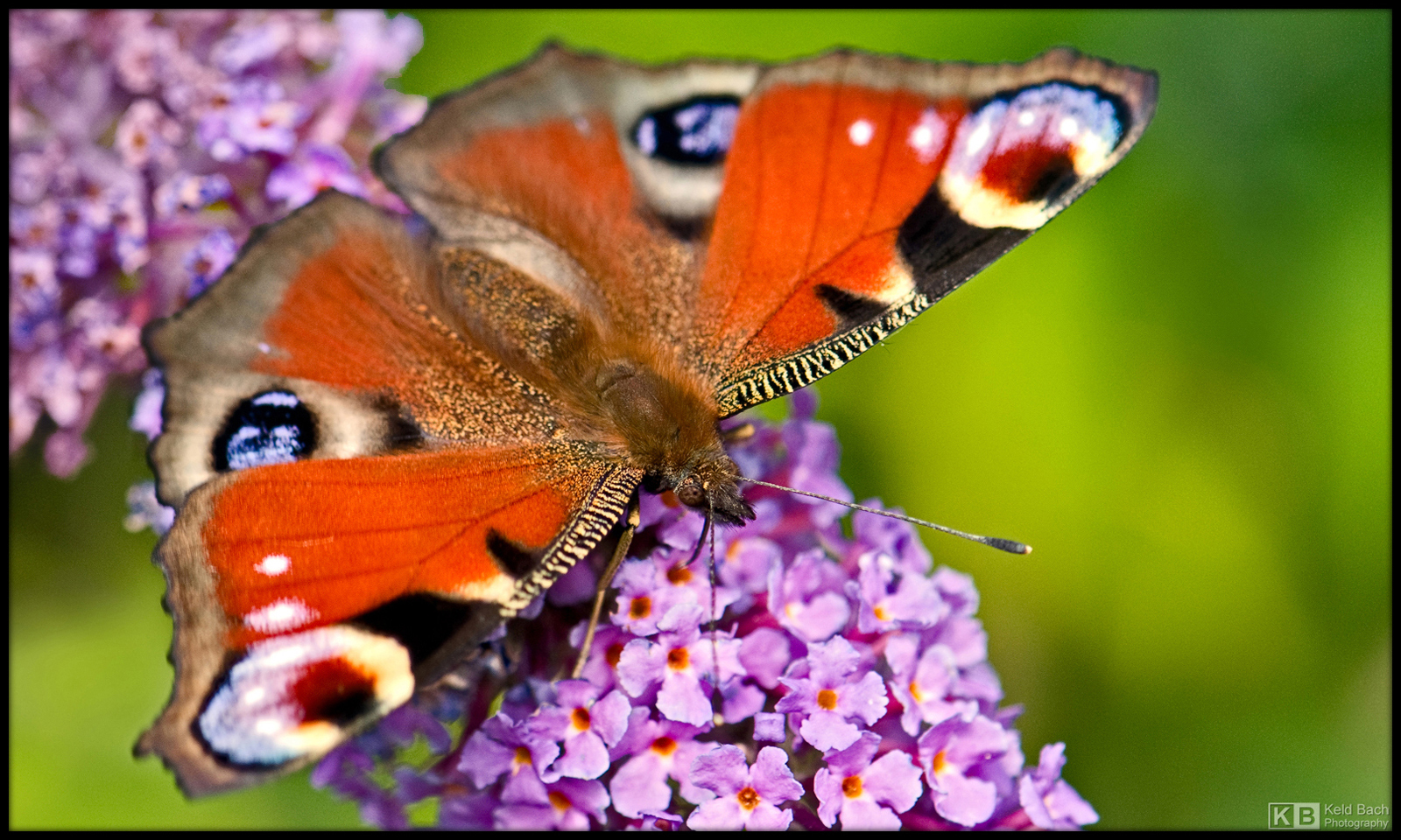 Peacock Butterfly
