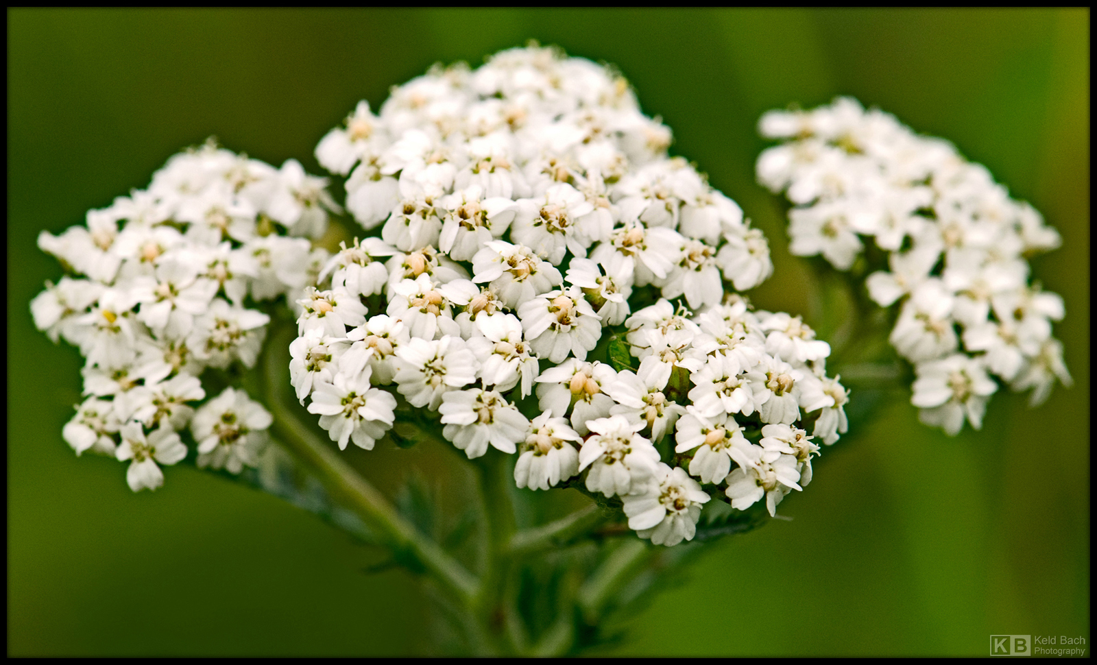 White Yarrow