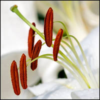 White Lily Stamens by KeldBach