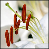 White Lily Stamens by KeldBach