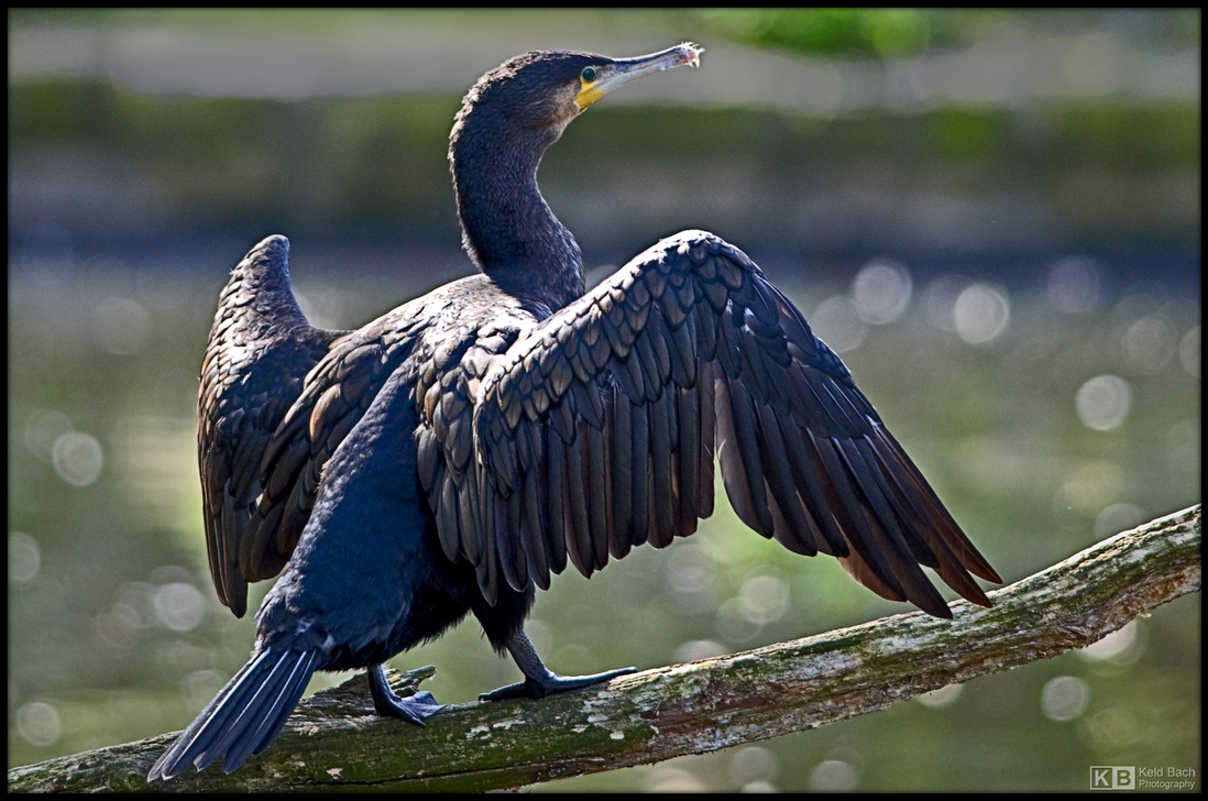 Cormorant