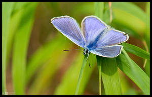 Mr. Common Blue by KeldBach