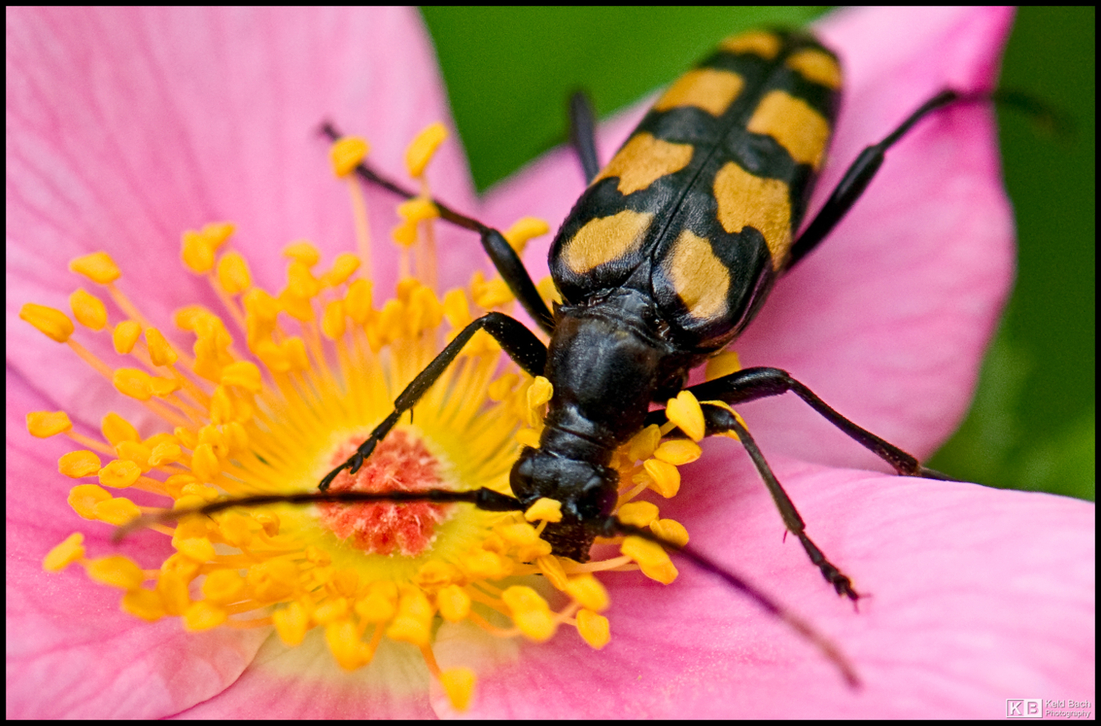 Black and Yellow Bug