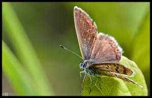 Mrs. Common Blue by KeldBach