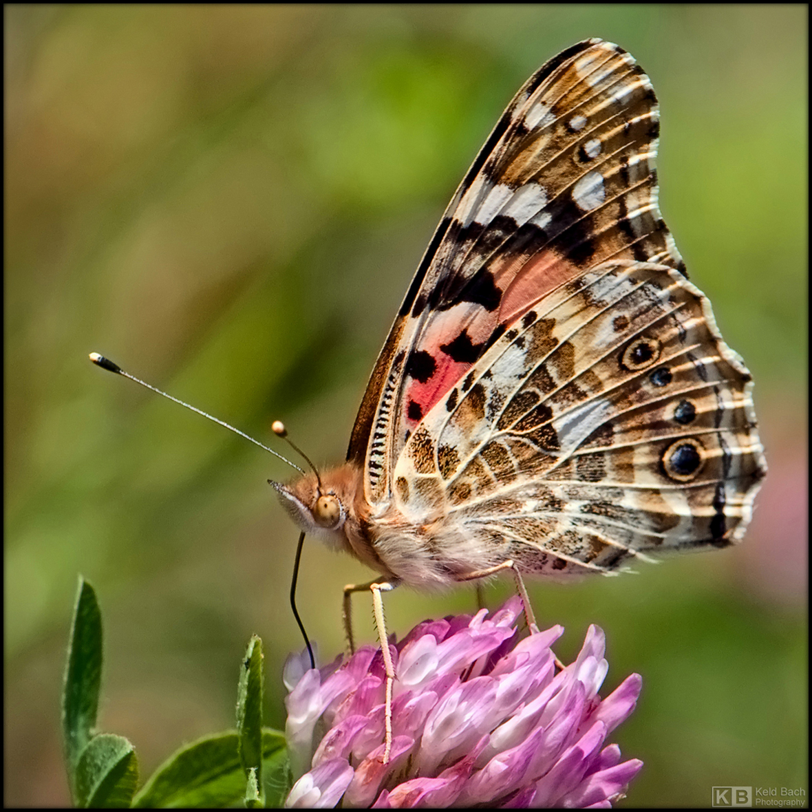 Painted Lady Feeding