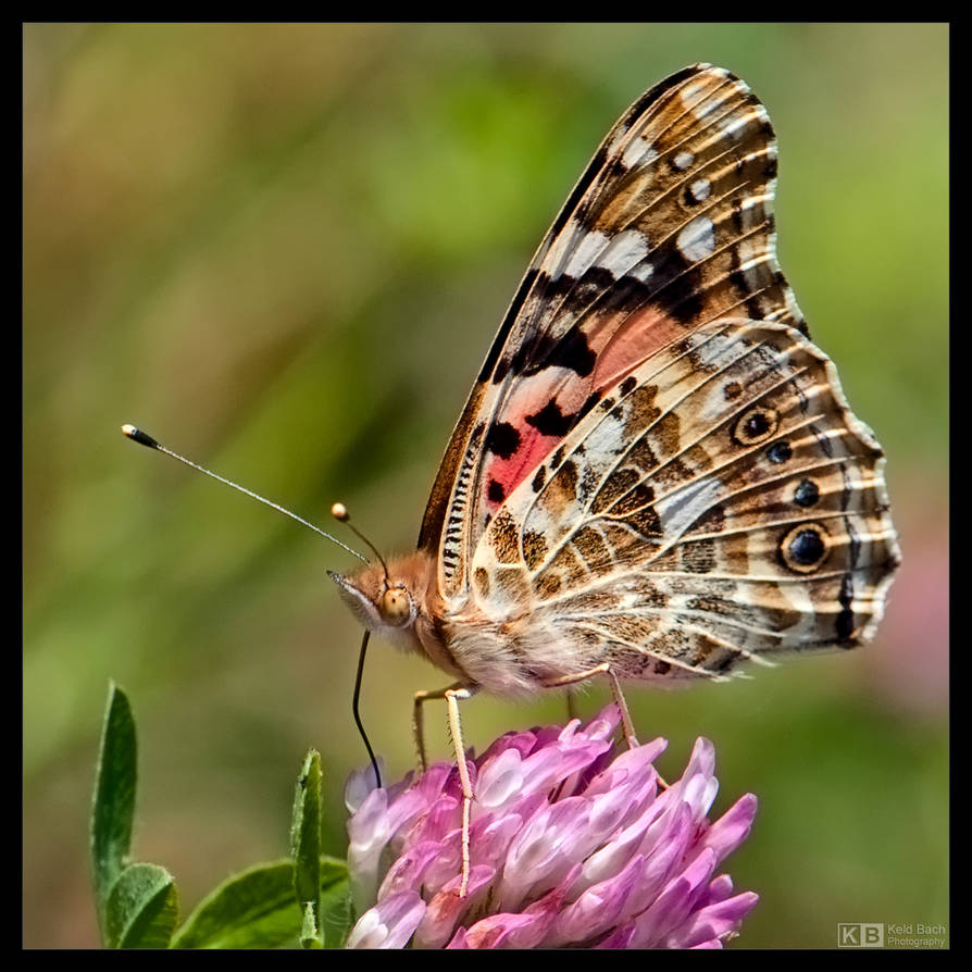 Painted Lady Feeding by KeldBach