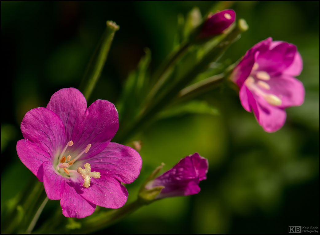 Pink Beauties