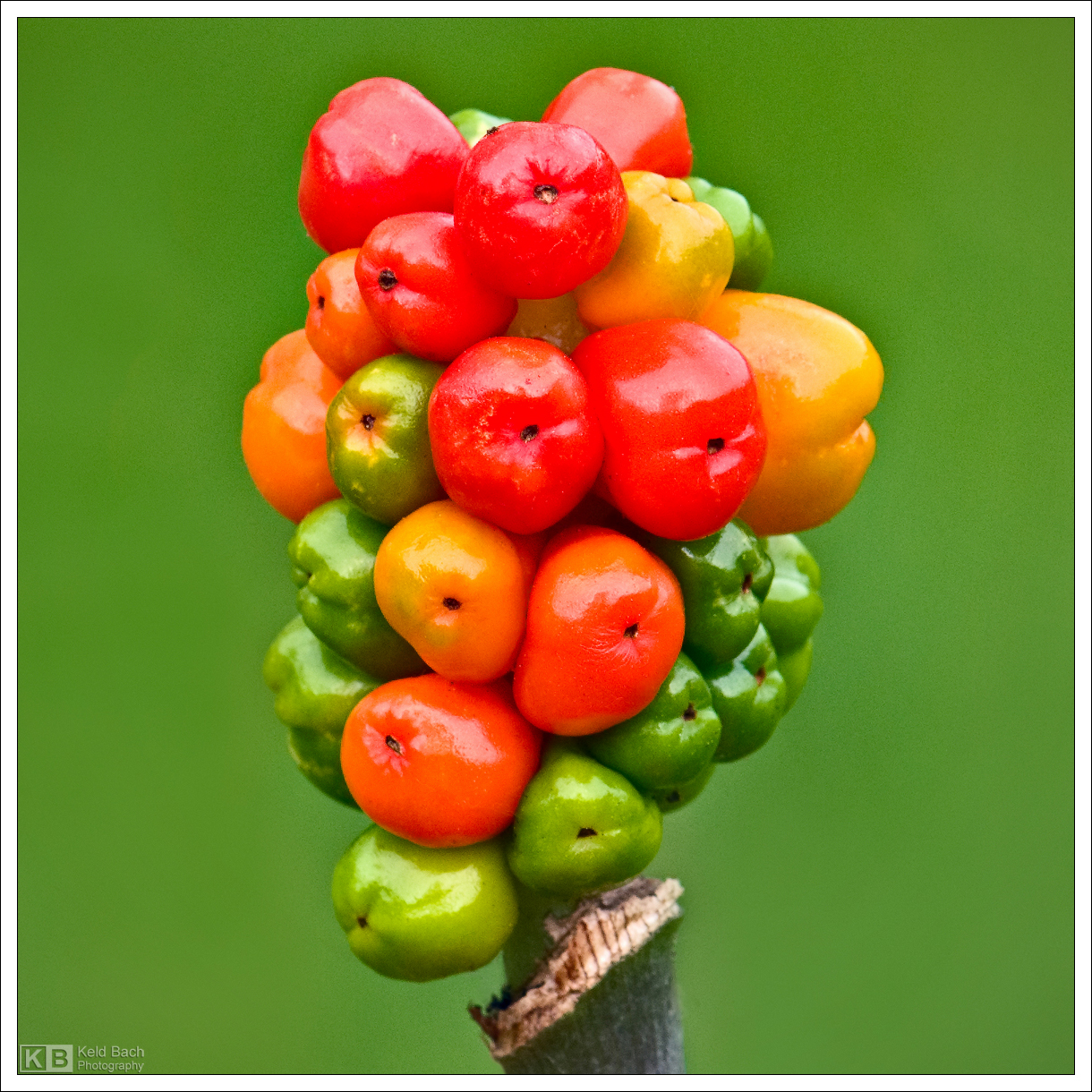 Cuckoo Pint