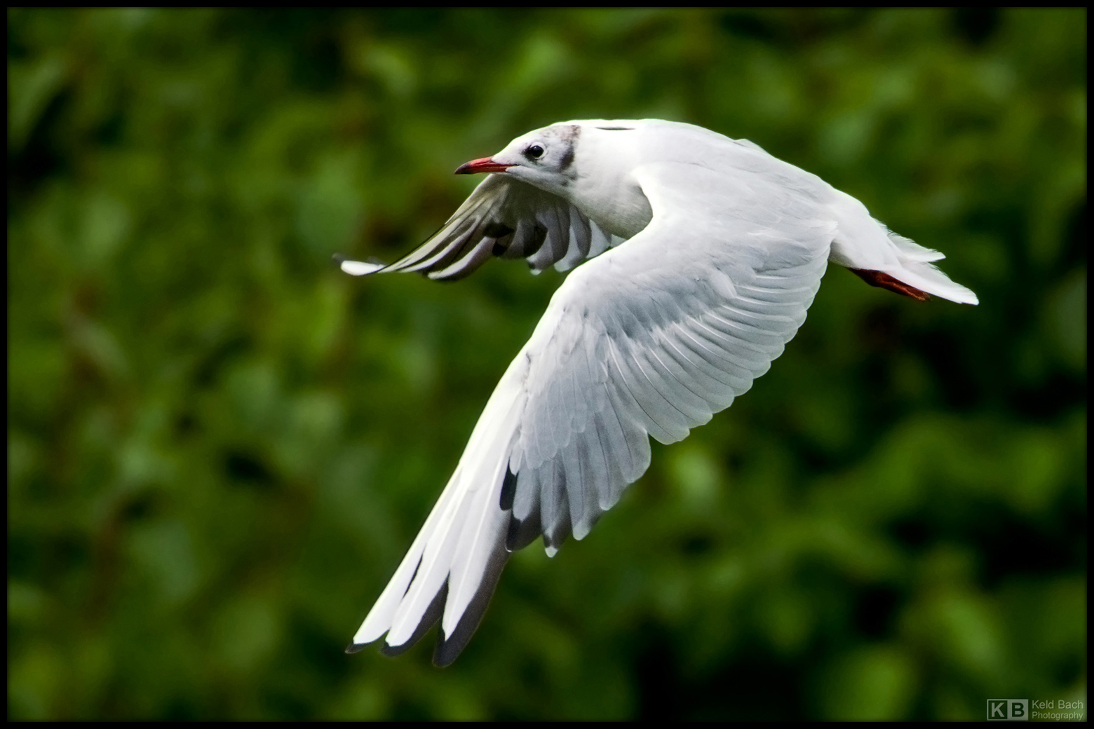 Black-Head in Flight
