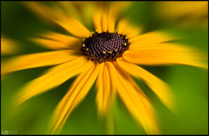 Black-Eyed Susan by KeldBach