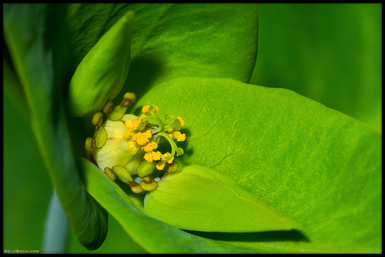 Petty Spurge Blossom