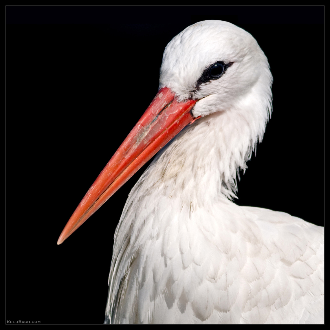 Stork Portrait