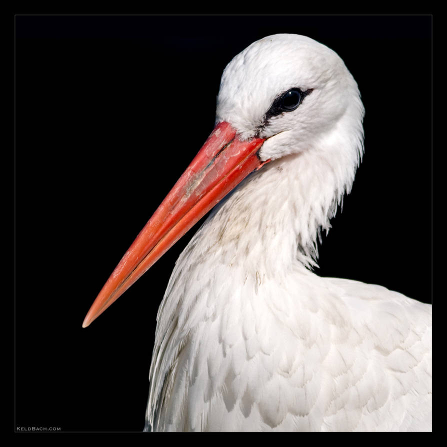 Stork Portrait by KeldBach