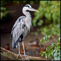 Grey Heron by KeldBach