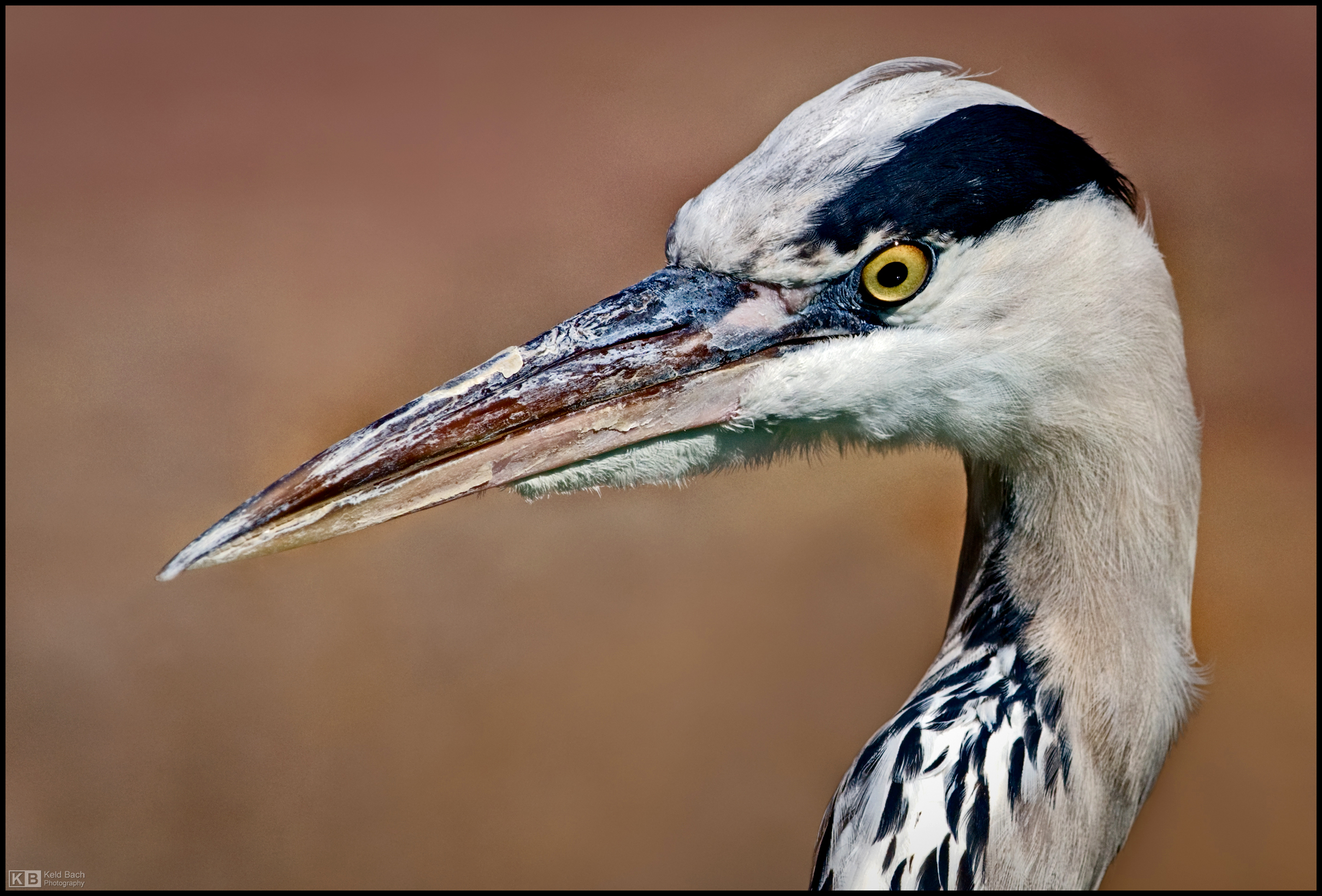 Heron Up Close