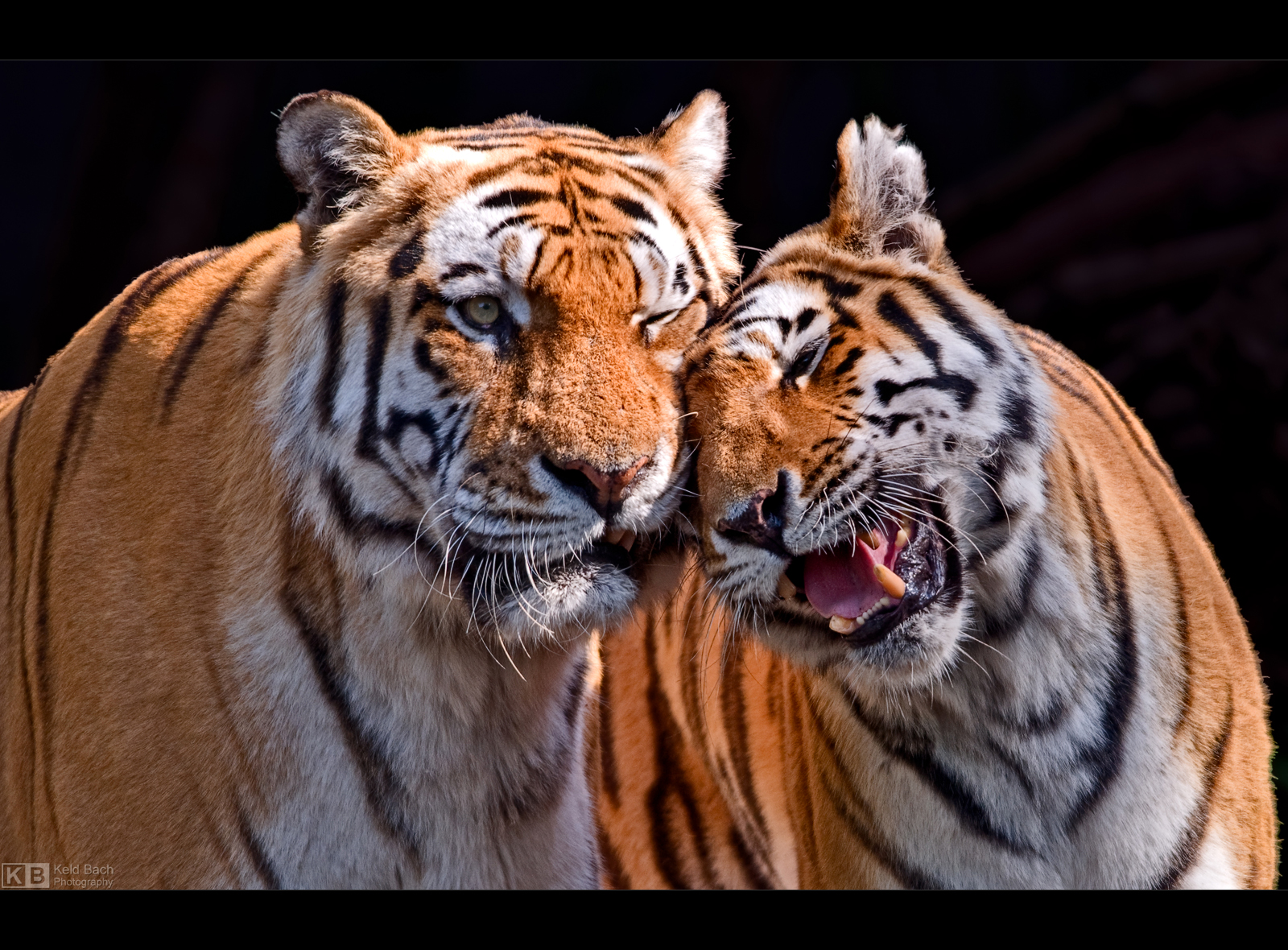 Affection by KeldBach