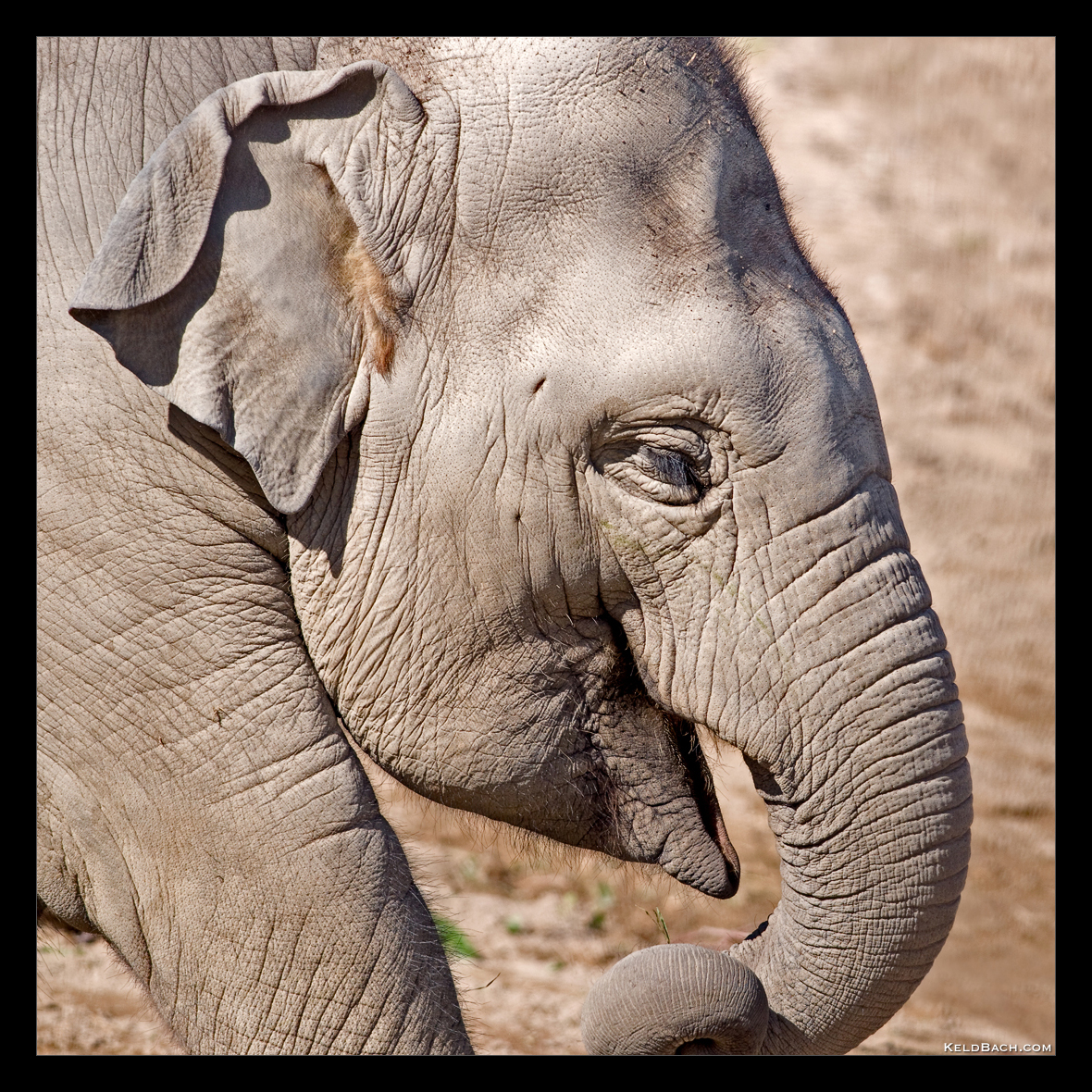 Baby Elephant Walk by KeldBach
