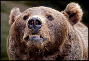 Angry Bear by KeldBach