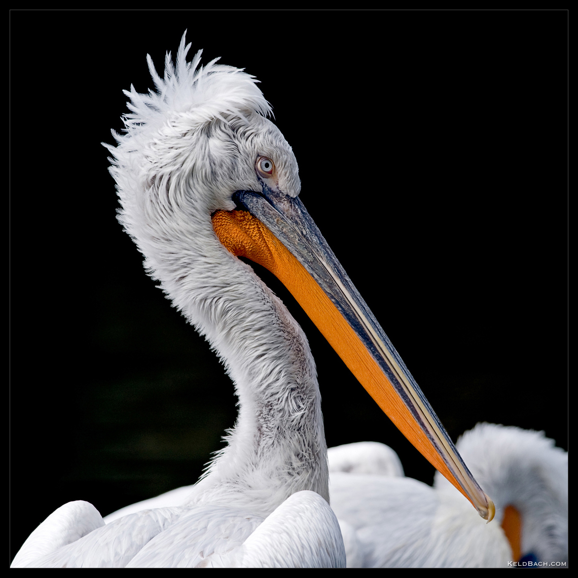 Proud Pelican