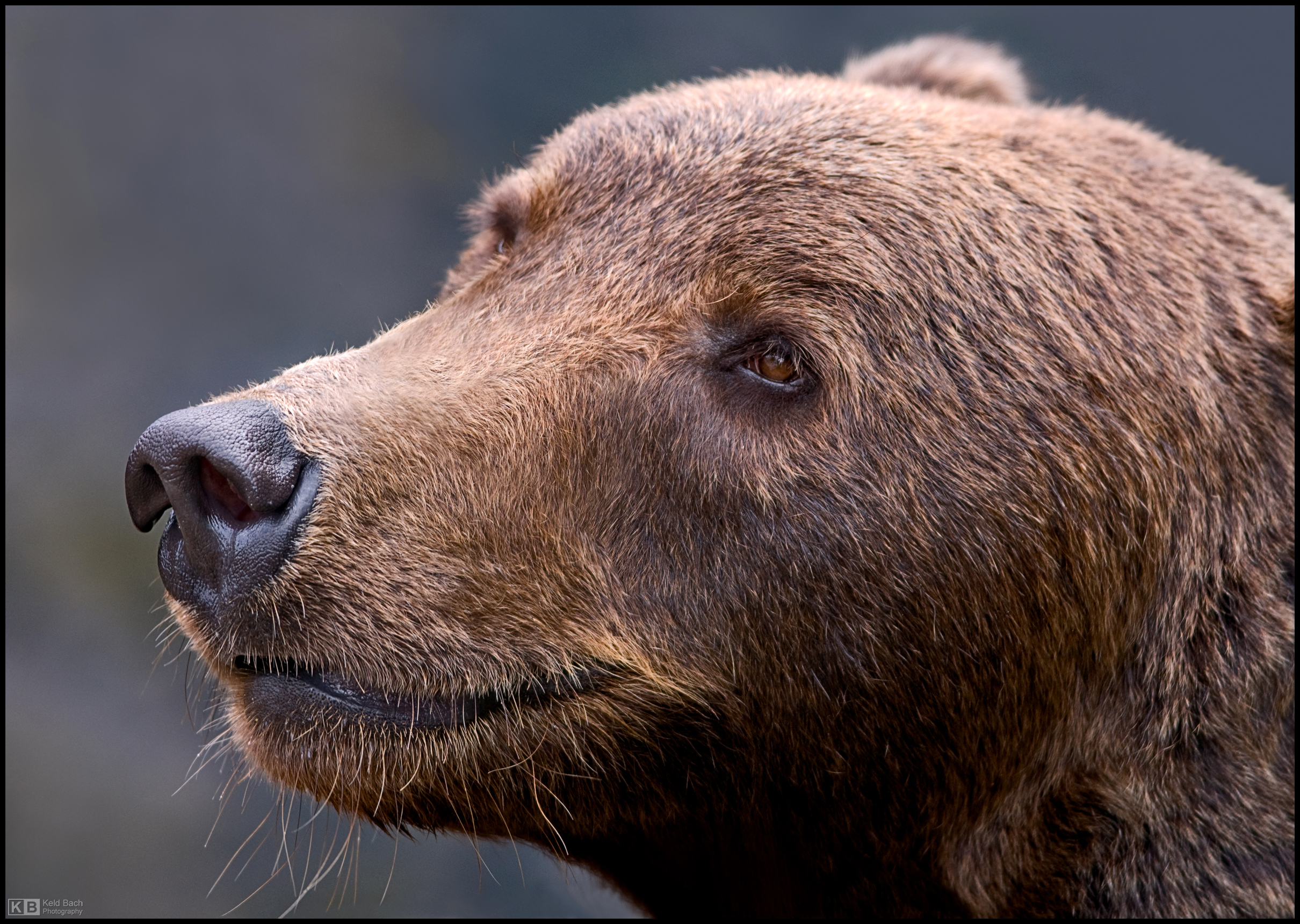 Brown Bear Portrait