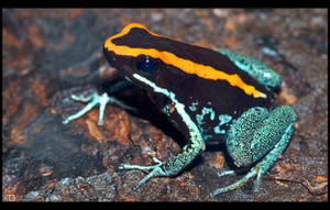 Dyeing Poison Frog by KeldBach