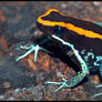 Dyeing Poison Frog