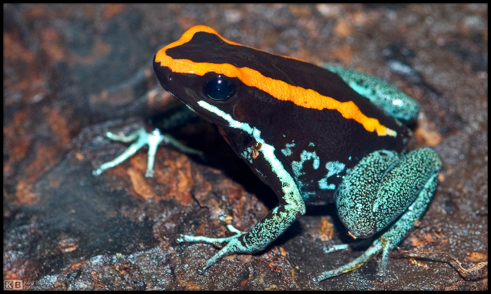 Dyeing Poison Frog