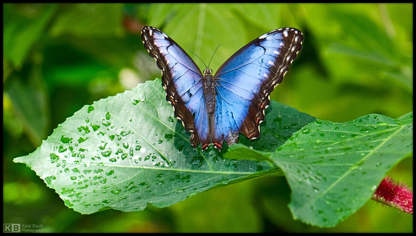 Blue Morpho
