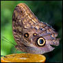 Owl Butterfly