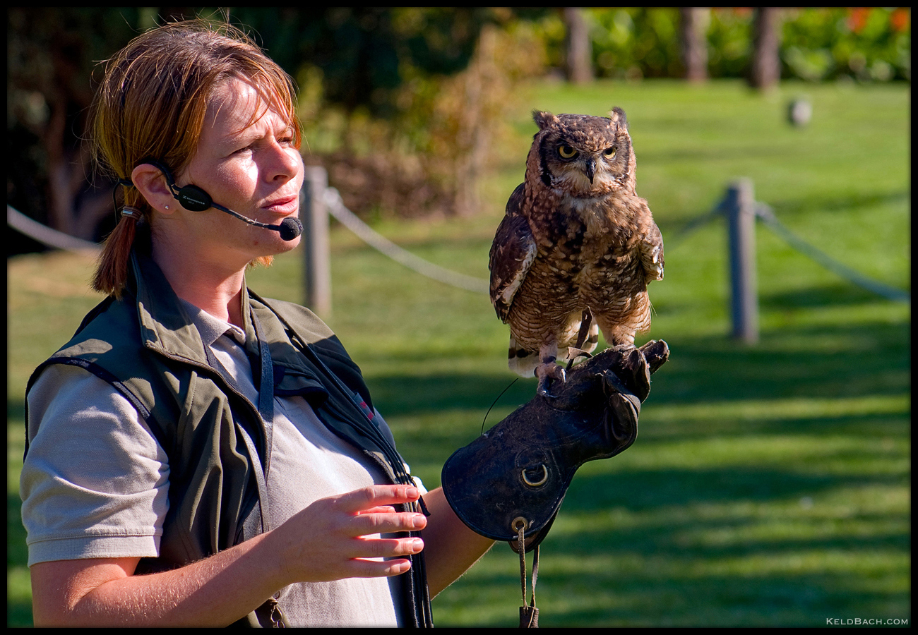 The Falconer