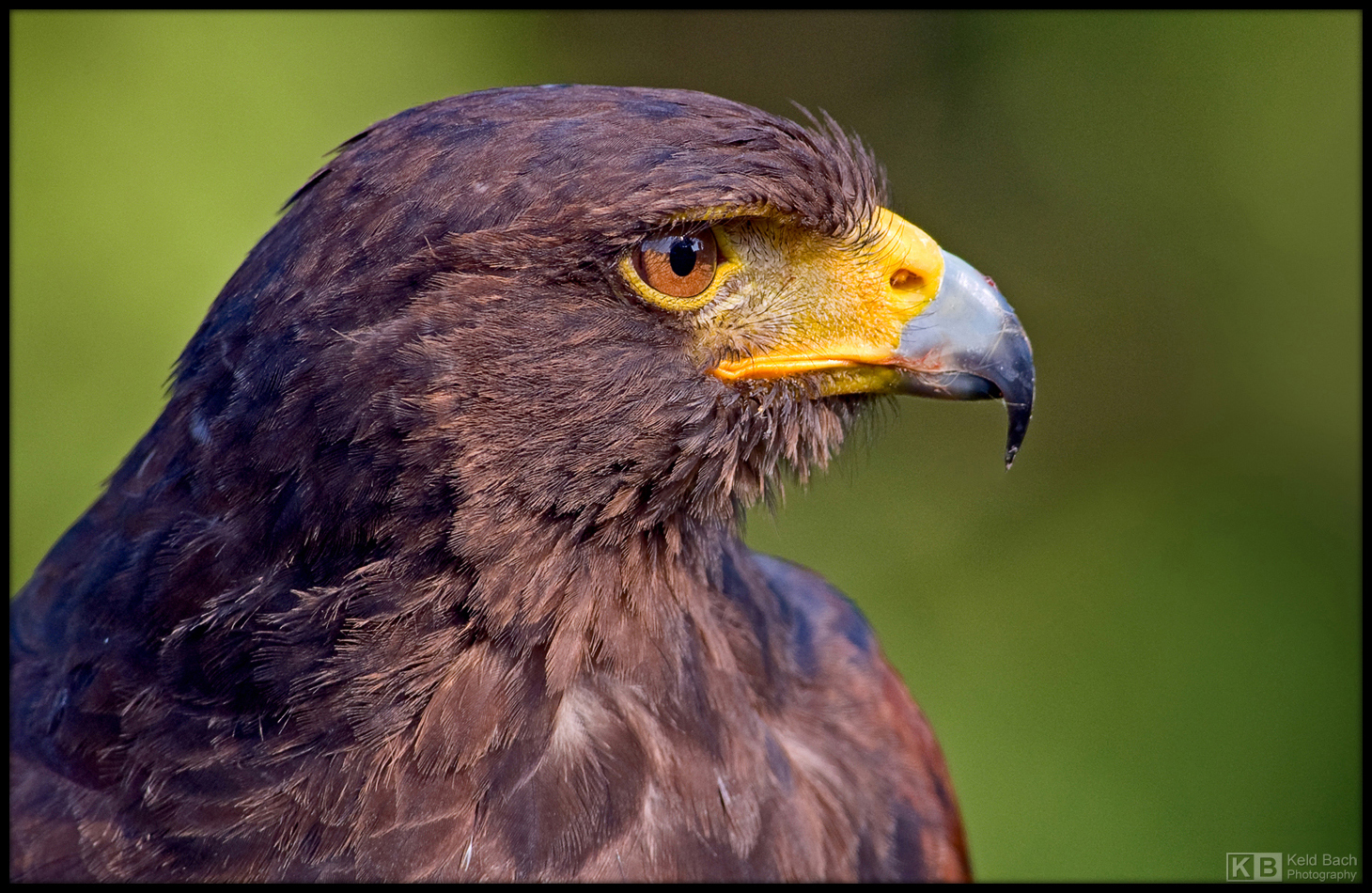 Harris' Hawk Portrait