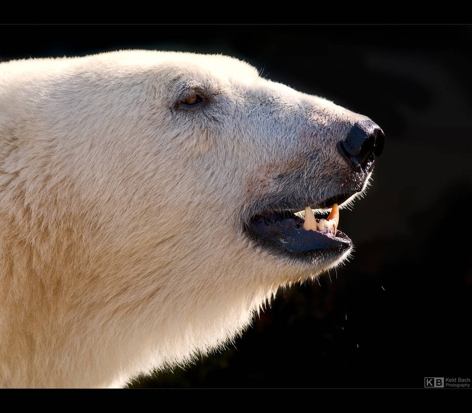 Polar Bear Portrait by KeldBach
