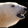 Polar Bear Portrait