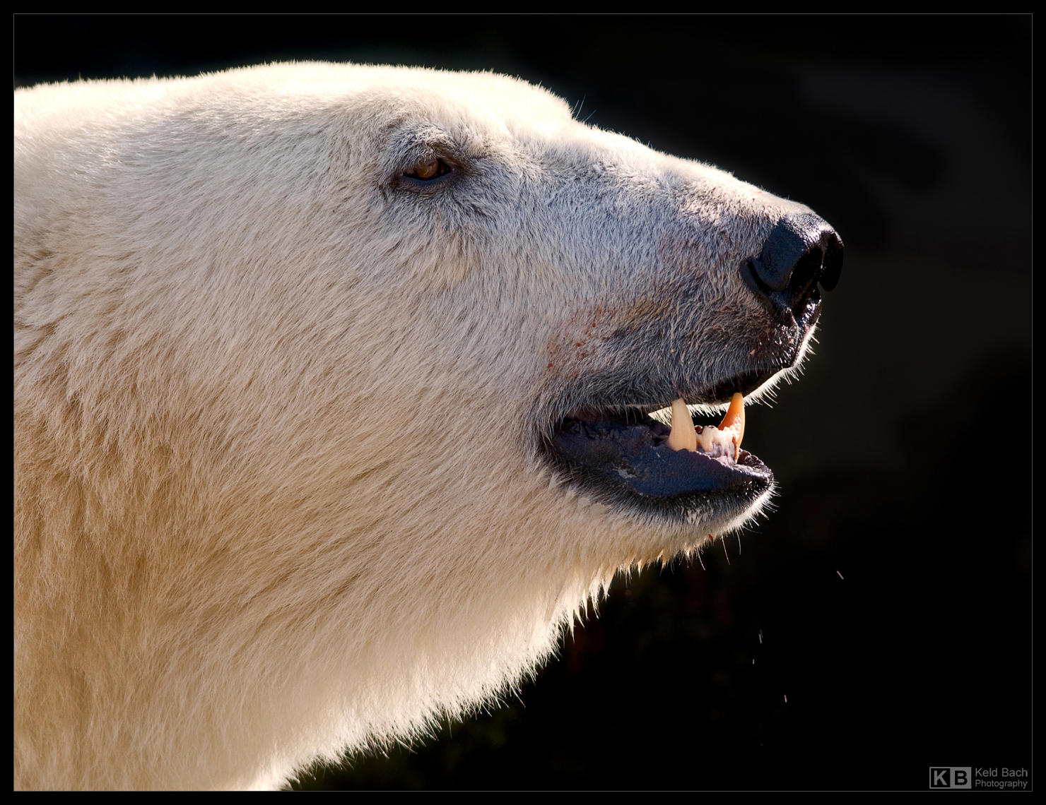 Polar Bear Portrait