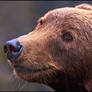 Painterly Brown Bear