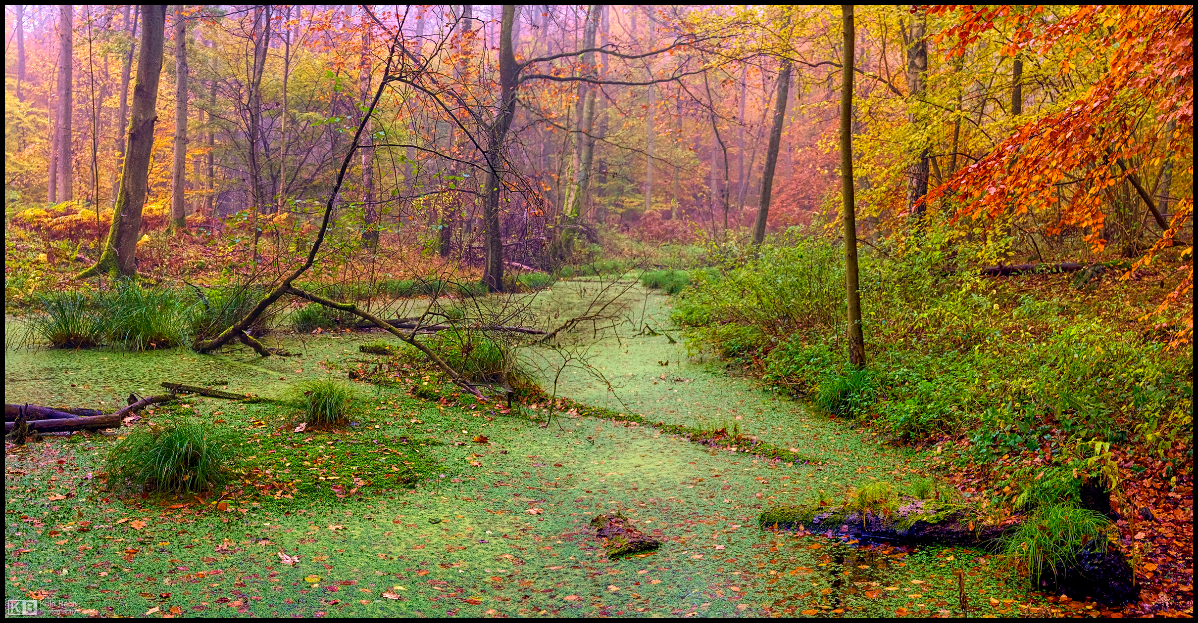 Autumnal Swamp